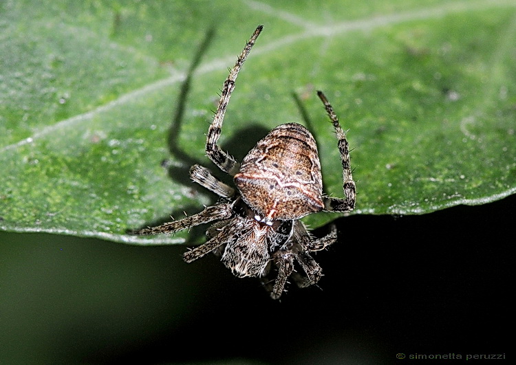 Gibbaranea bituberculata del Chianti